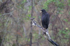 Great black hawk
